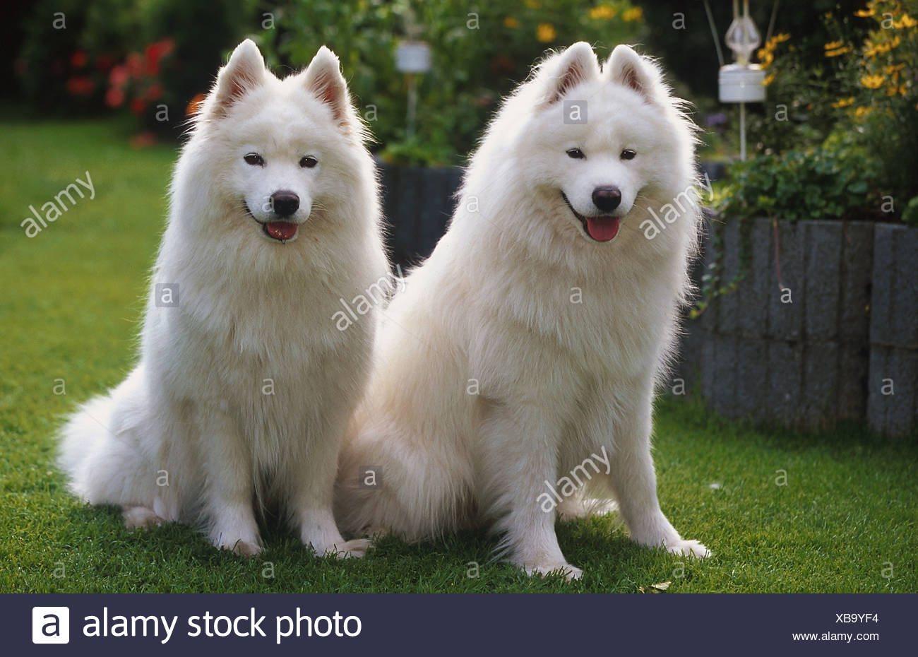 two rivers samoyeds