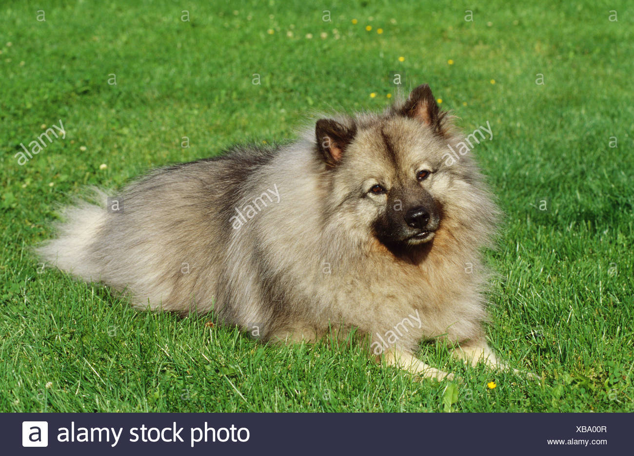 colored keeshond
