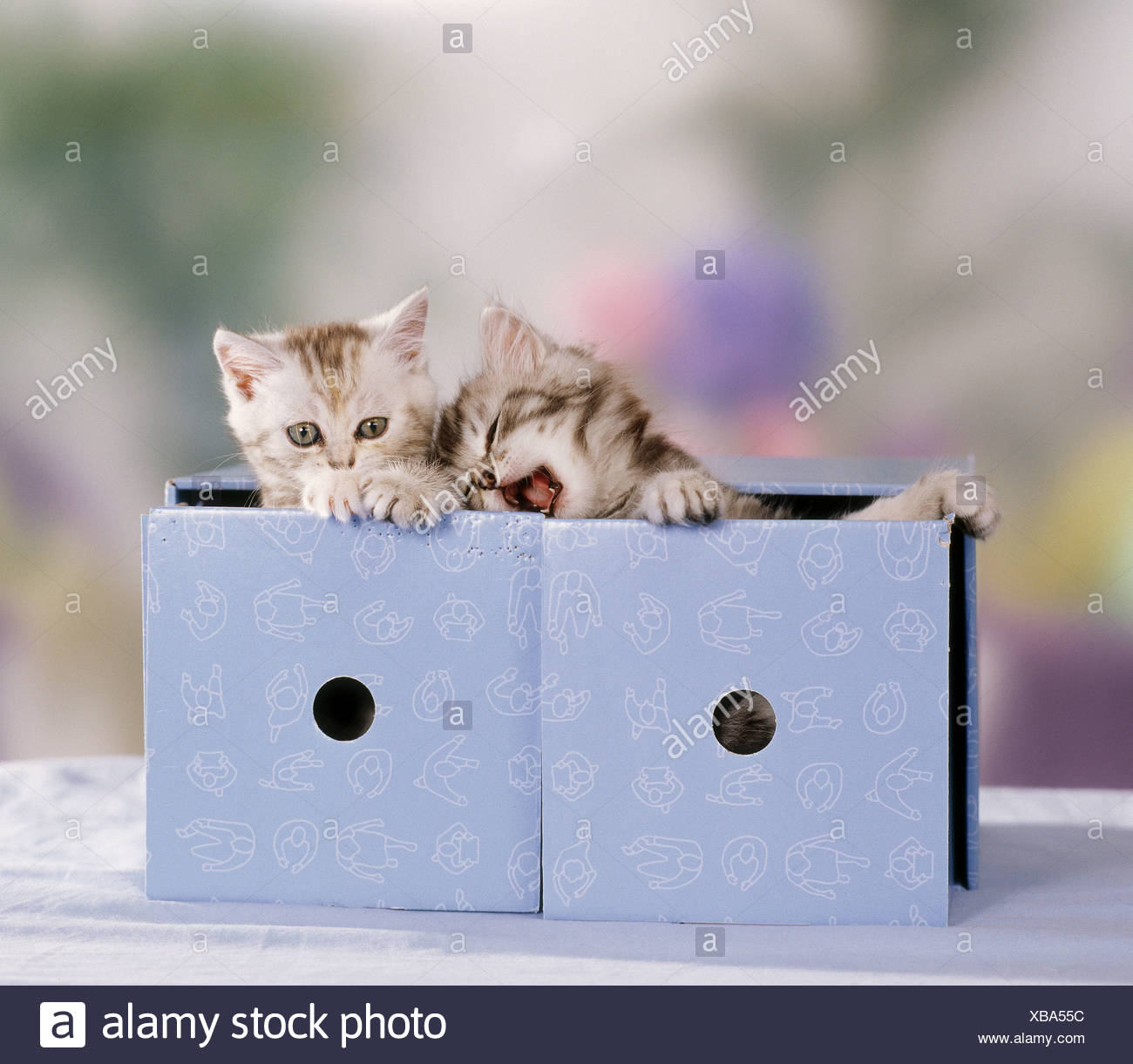 British Shorthair Cat Two Kittens In Box Stock Photo 282350696