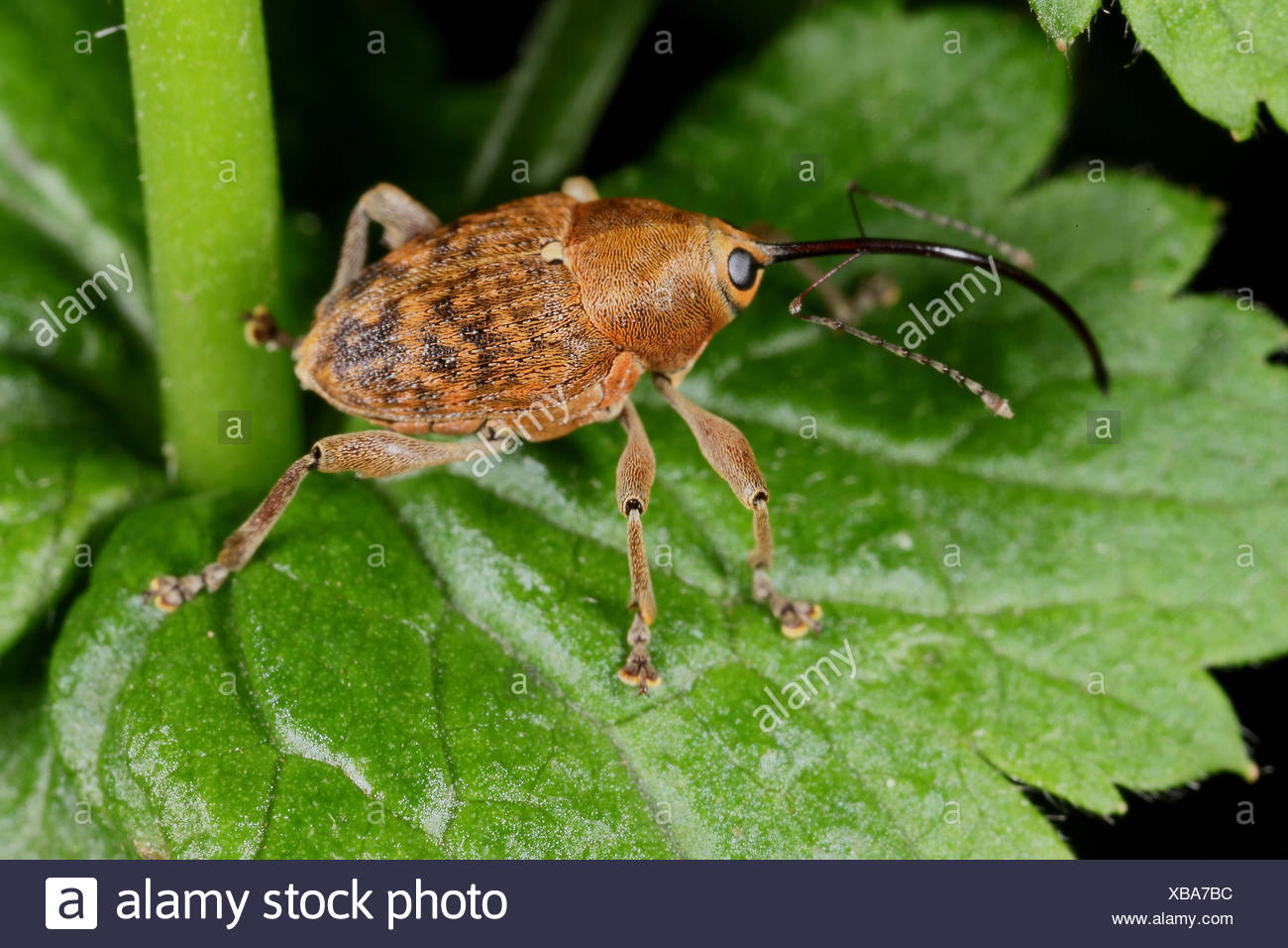 Curculio Nucum High Resolution Stock Photography and Images Alamy