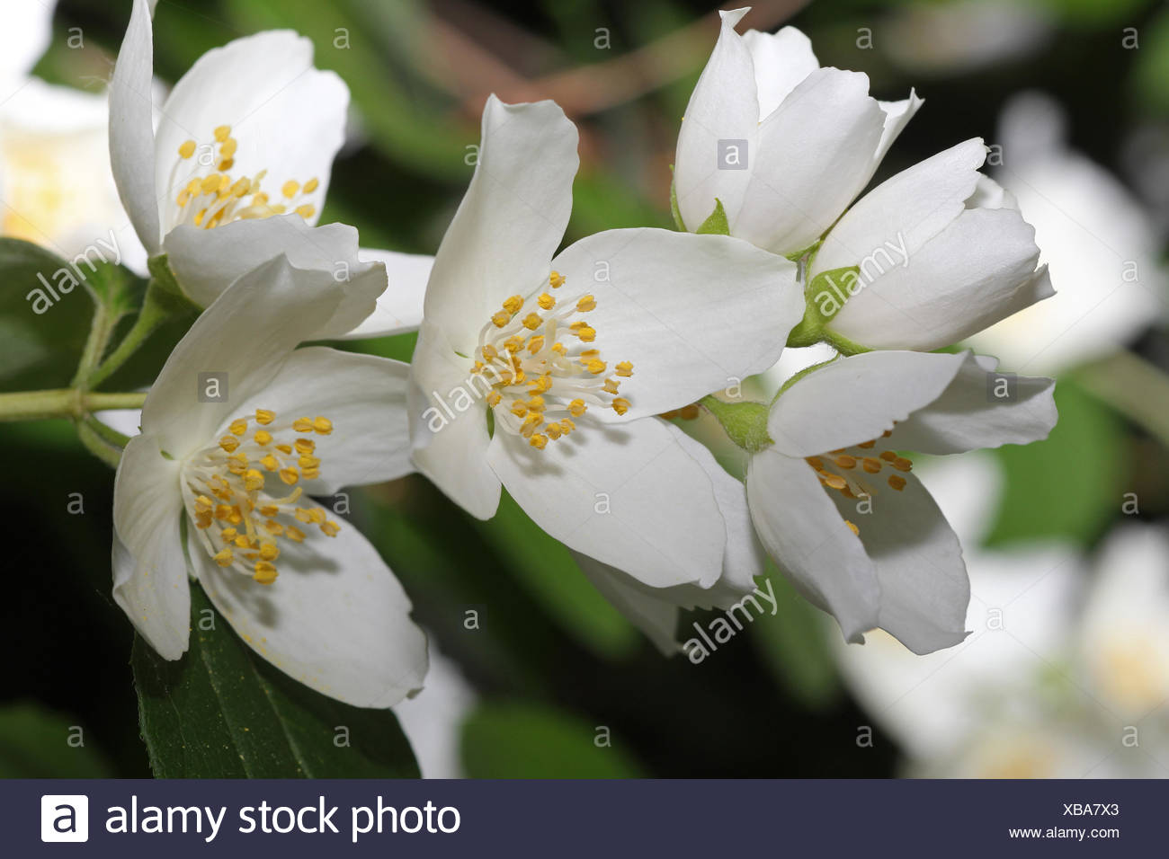 Growing Mock Orange Aka Philadelphus In The Cutting Garden