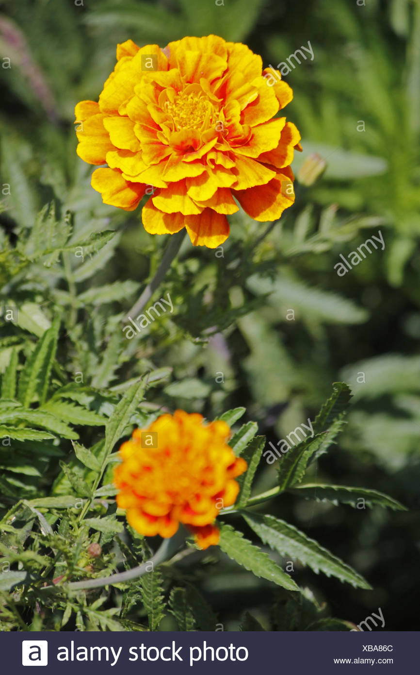 French marigold, Tagetes patula Stock Photo