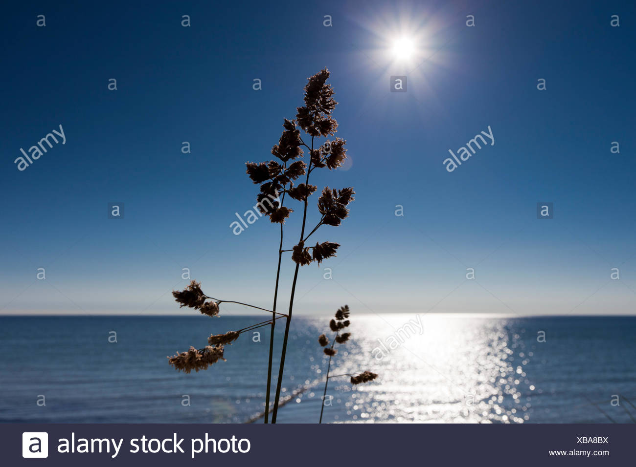 grasses on the beach of the baltic sea in the backlight of the sun setting Stock Photo