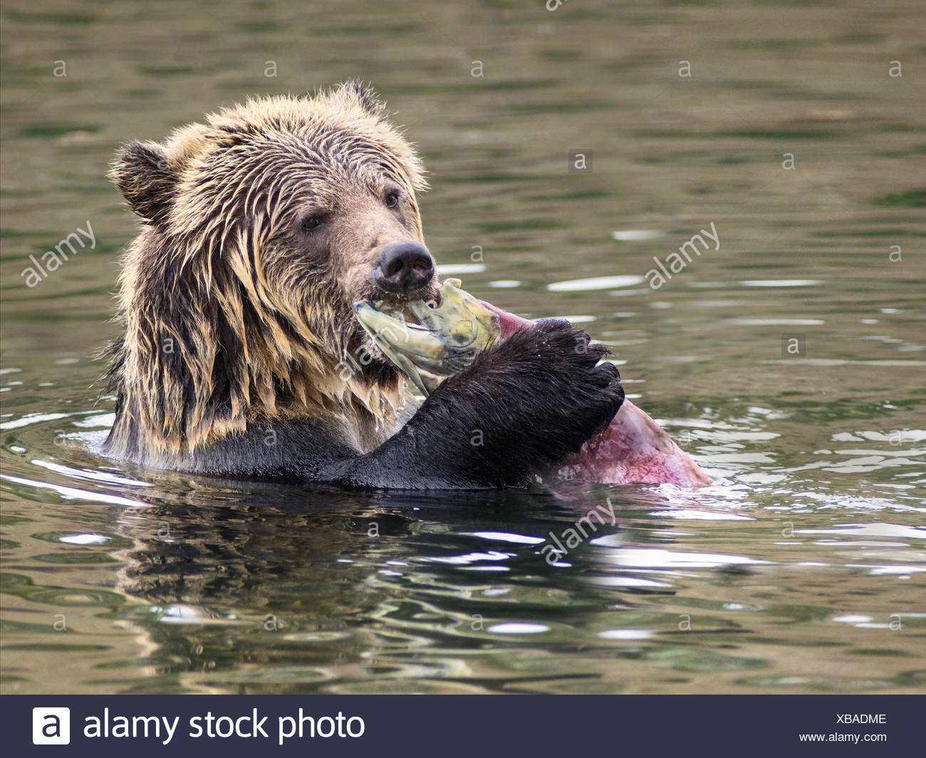 Grizzly Bear (Ursus arctos horribilis), Sub-Adult, in water of salmon stream feeding on Sockeye Salmon (oncorhynchus nerka), Central British Columbia, Canada Stock Photo