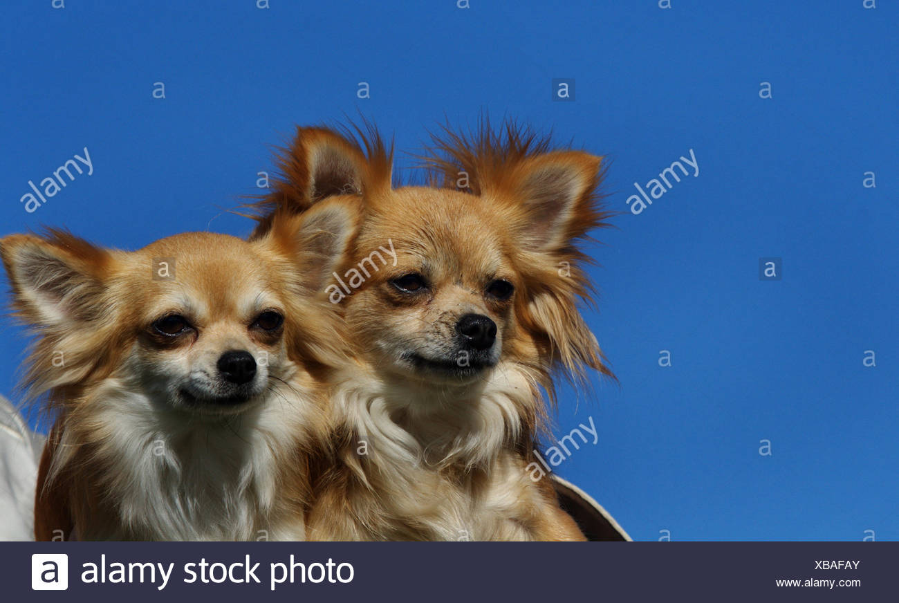 Chihuahua Canis Lupus F Familiaris Portrait Of Two Long Haired