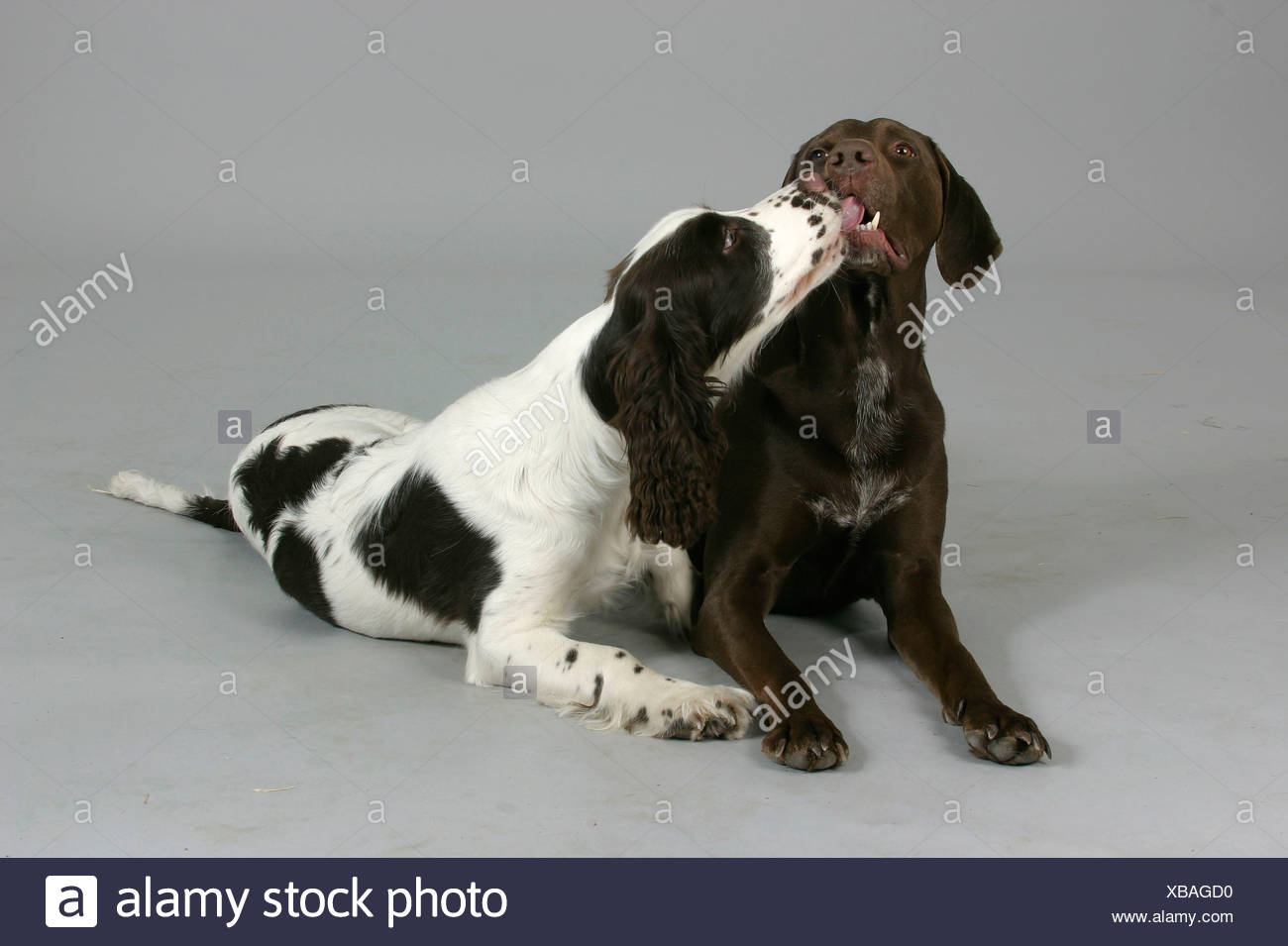 German Shorthaired Pointer And English Springer Spaniel Stock