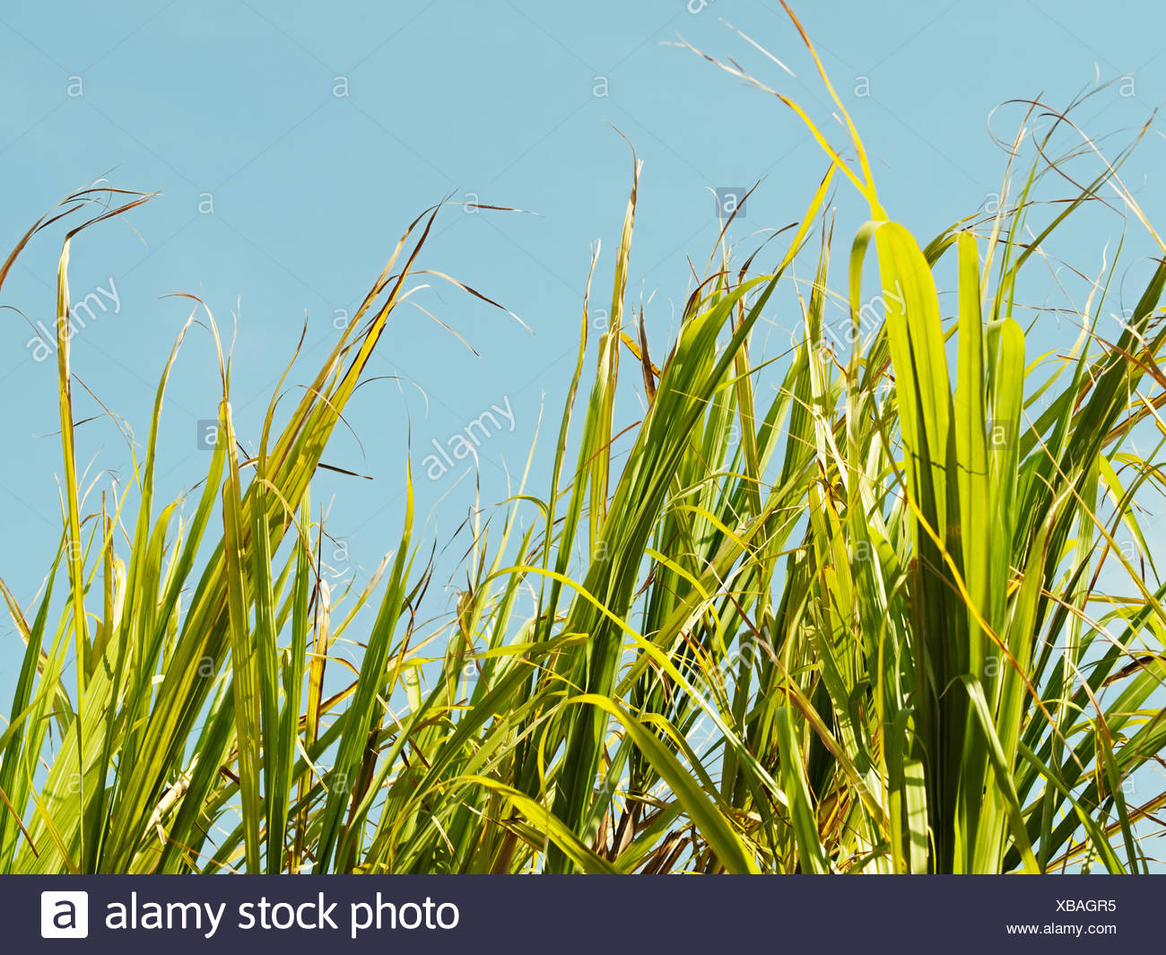 Sugarcane Tops High Resolution Stock Photography and Images Alamy