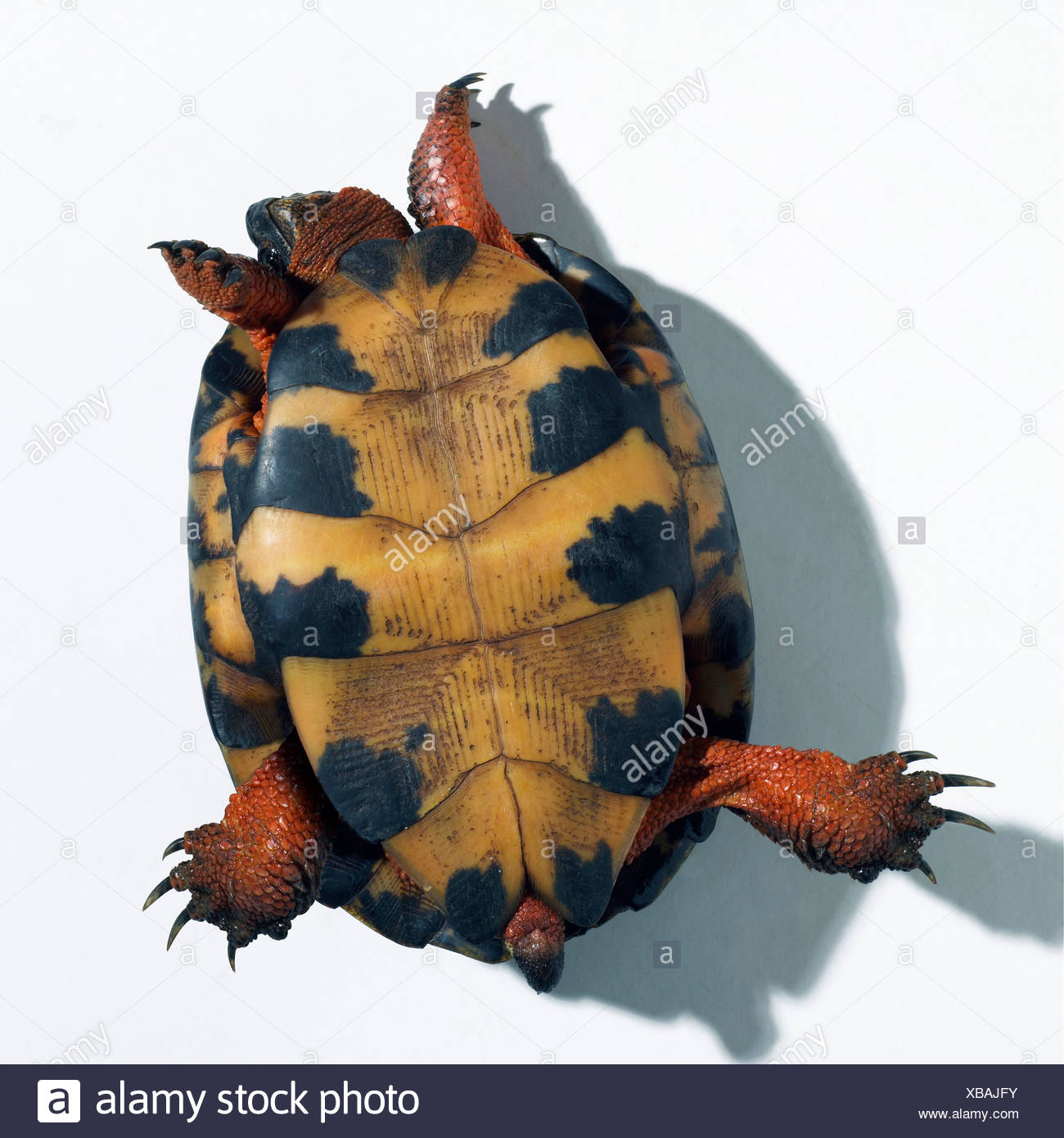 All 94+ Images How Long Can A Turtle Be Upside Down Excellent