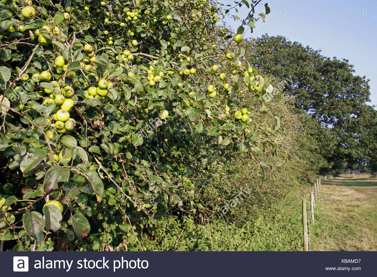Crab Apple Hedge Stock Photos & Crab Apple Hedge Stock Images Alamy