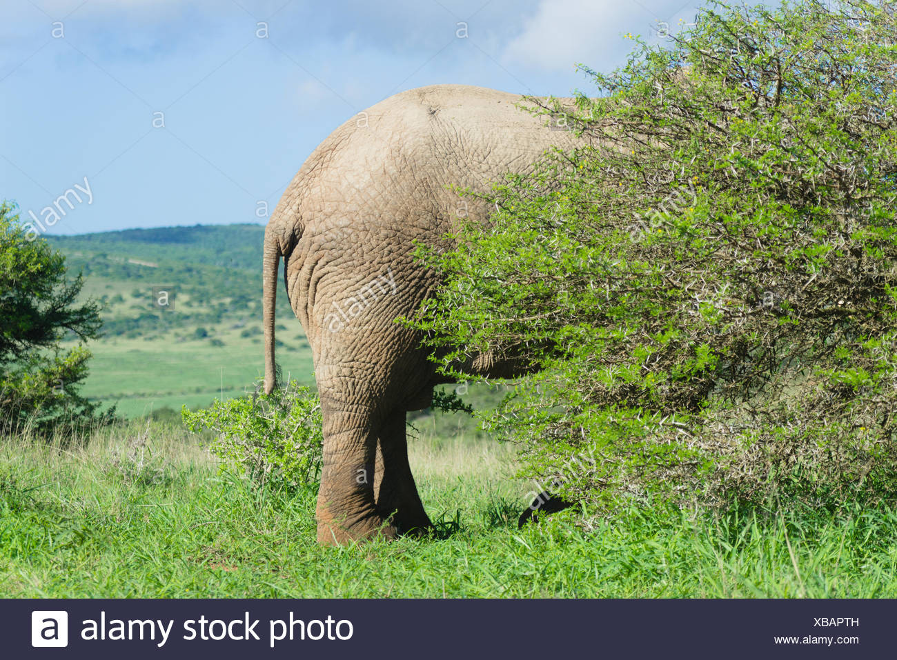 Hiding trees in elephants never you see do why Why do