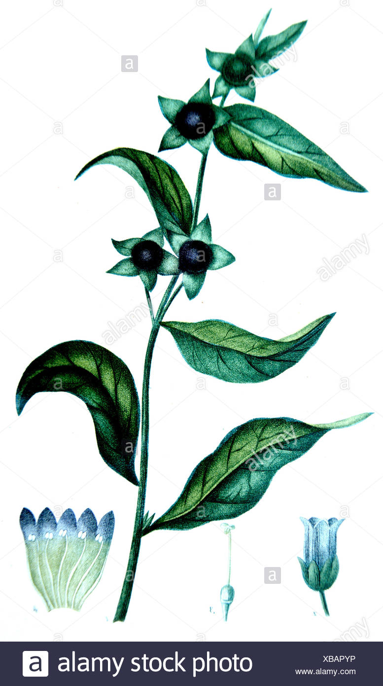 Deadly Nightshade Atropa Belladona Stock Photos & Deadly Nightshade
