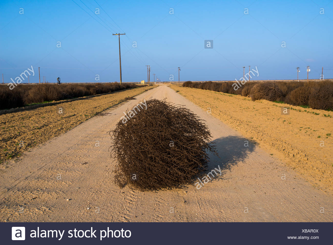 Tumbleweed Stock Photos & Tumbleweed Stock Images Alamy