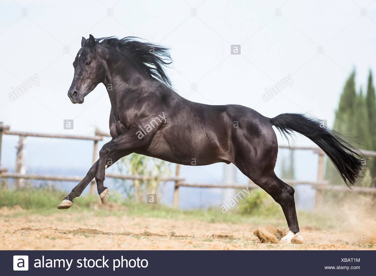 American Quarter Horse Black Gelding Galloping In A Paddock Italy Stock Photo Alamy