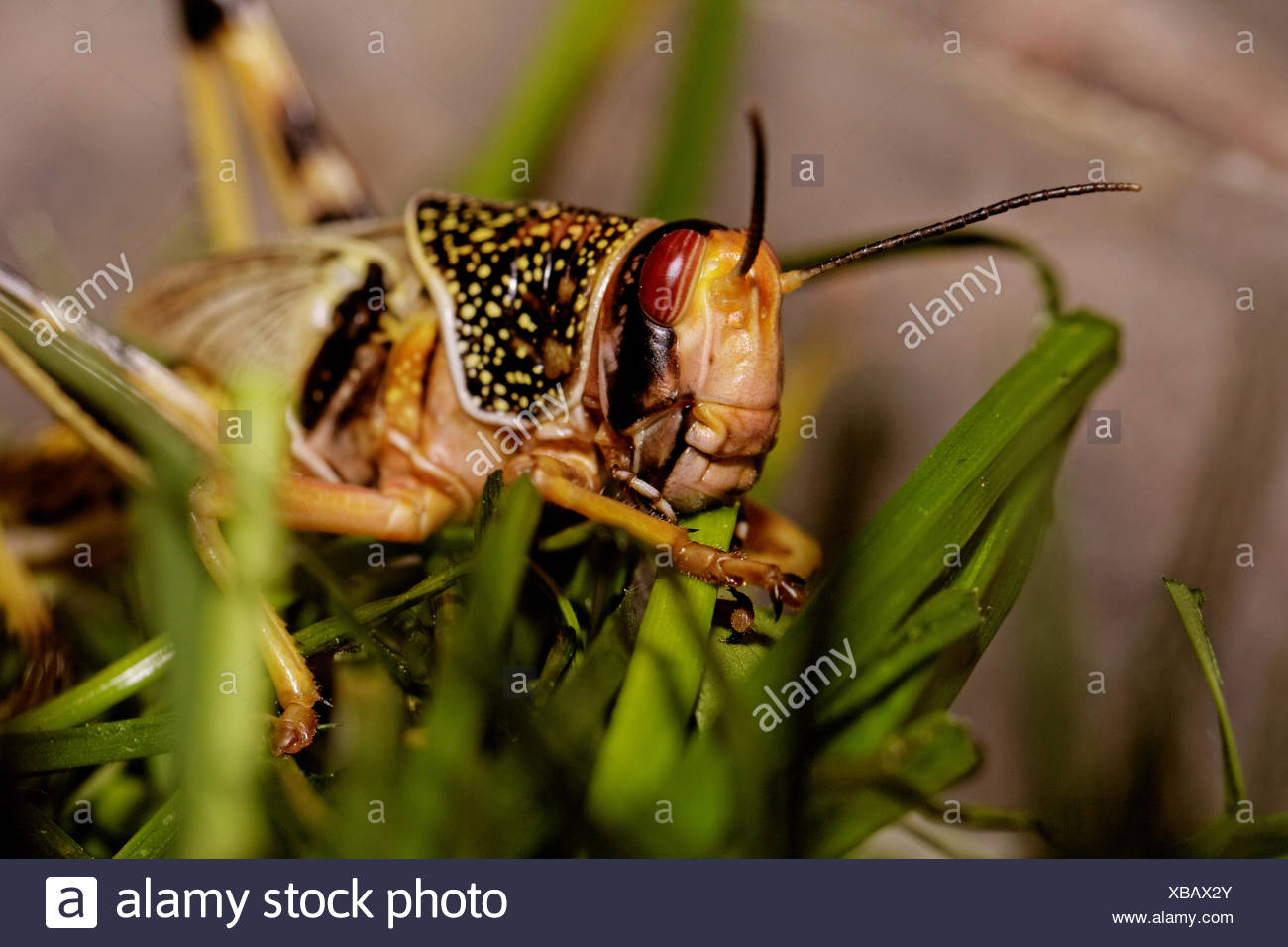 Locust Eating Leaf High Resolution Stock Photography and Images Alamy