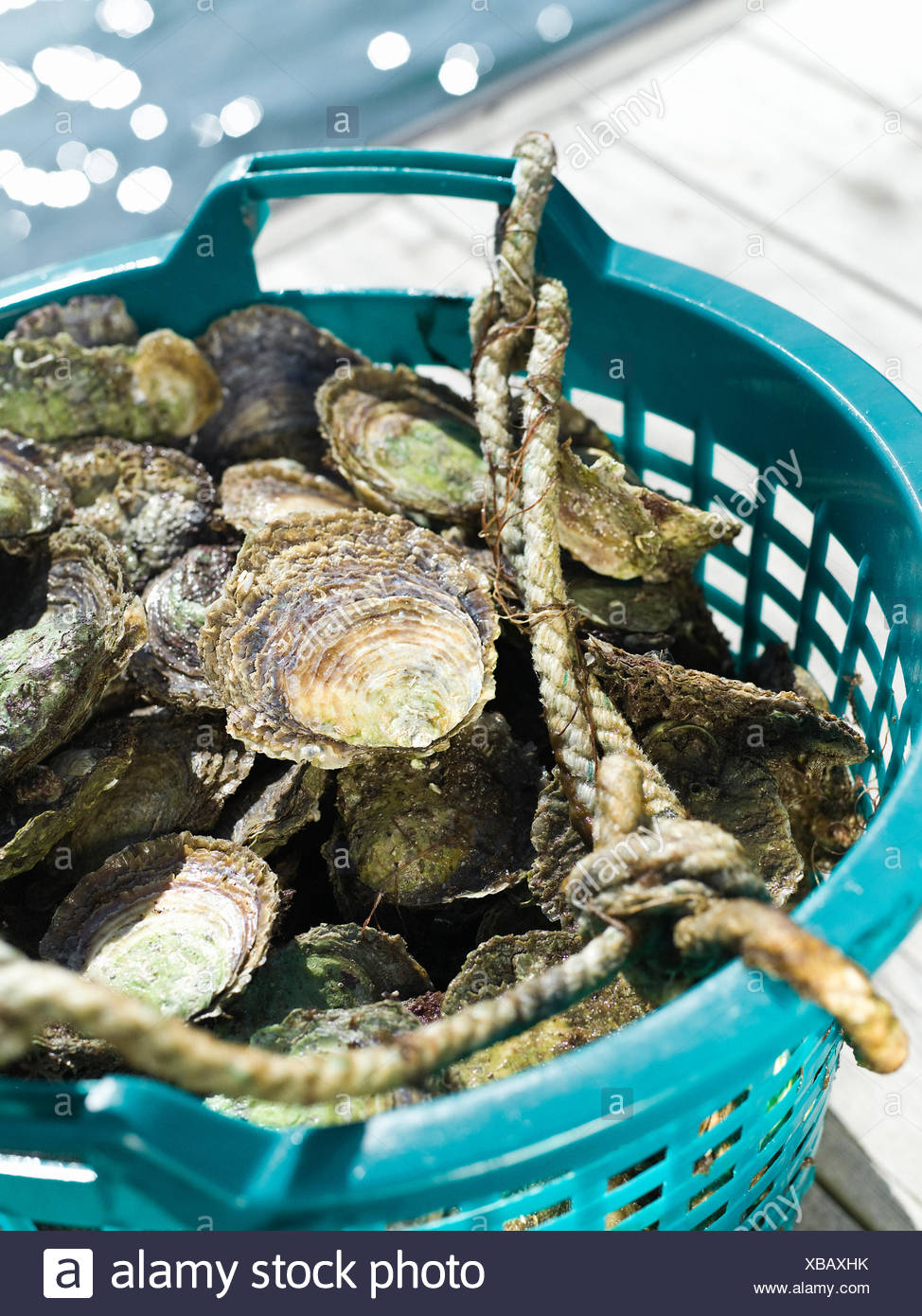 Oyster Bucket Stock Photos & Oyster Bucket Stock Images Alamy