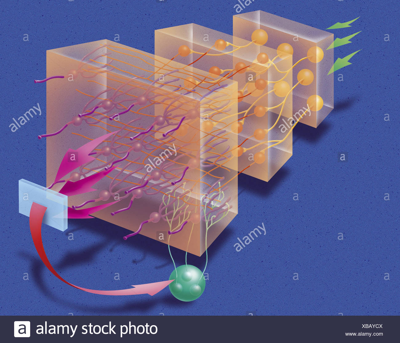 Purkinje Nerve Cells Cerebellum High Resolution Stock Photography and ...