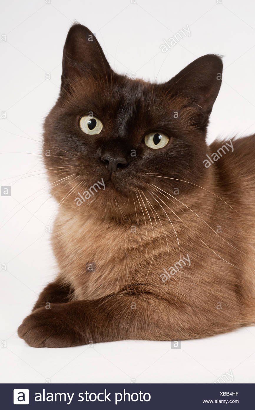 Domestic Shorthair Stock Photos & Domestic Shorthair Stock Images - Alamy