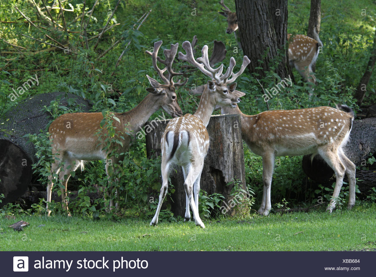 sika deer at a deeryard Stock Photo