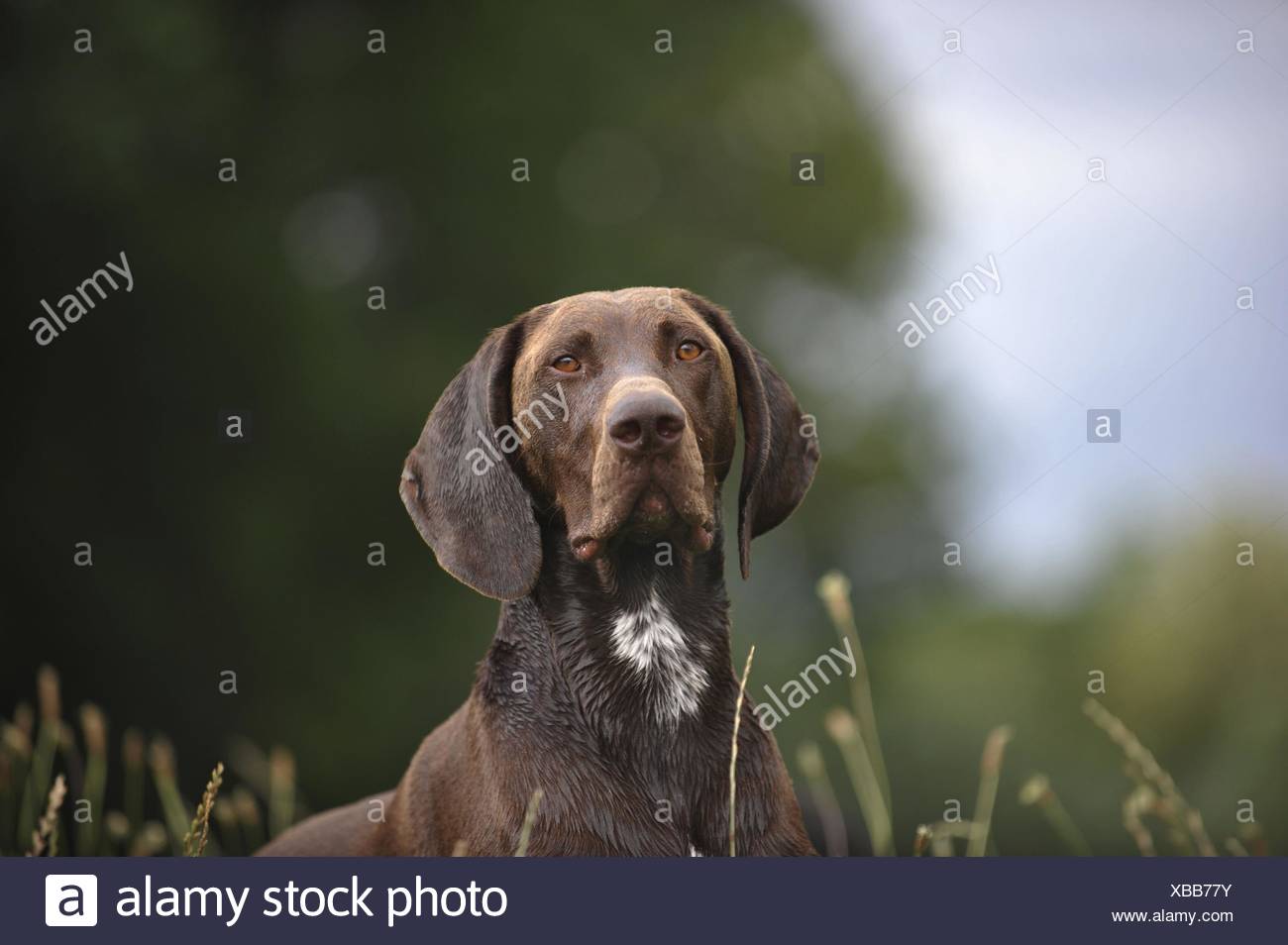 German Short Hair Pointer Dogs Stock Photos German Short Hair