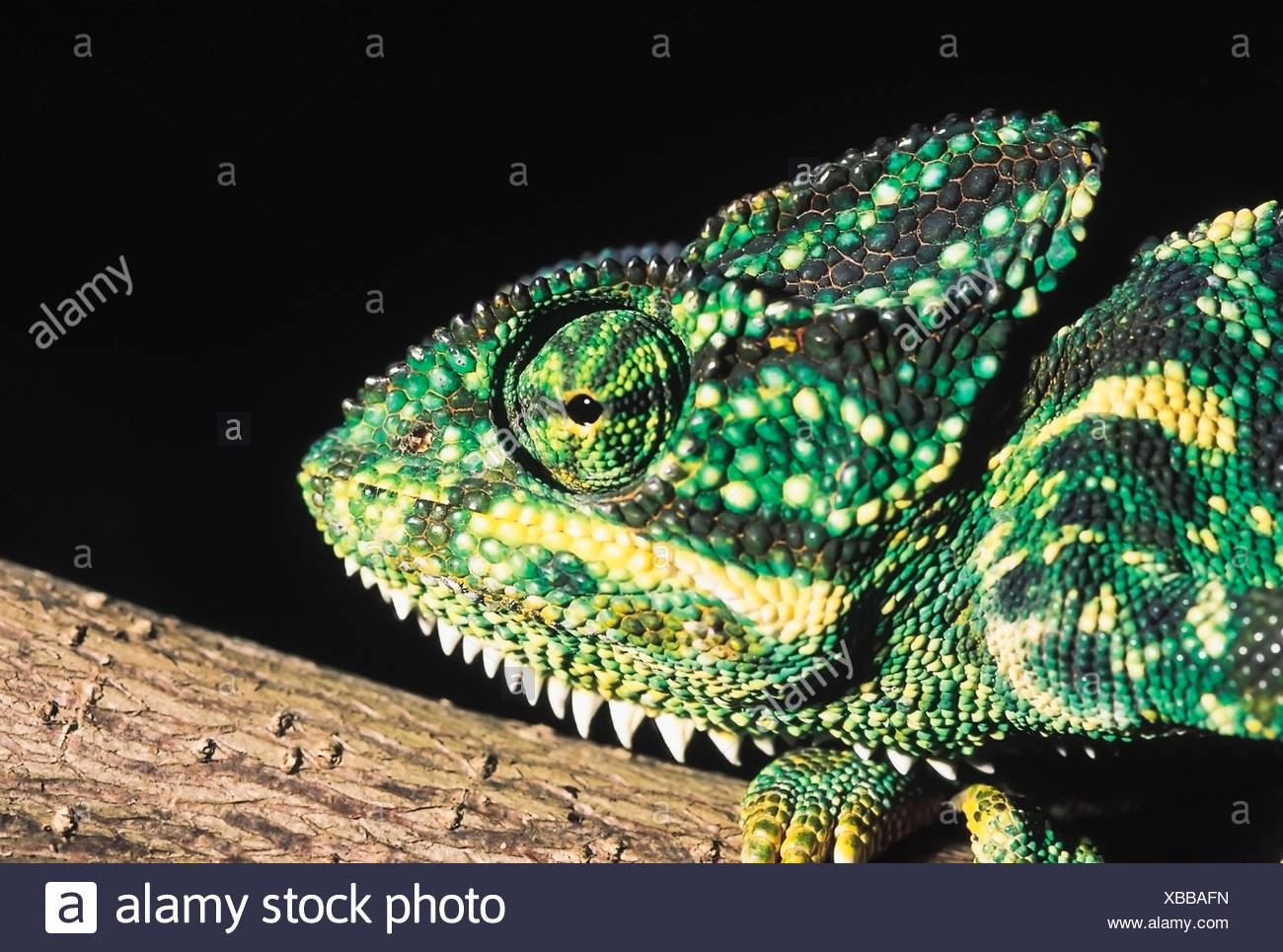 Chameleon High Resolution Stock Photography and Images - Alamy