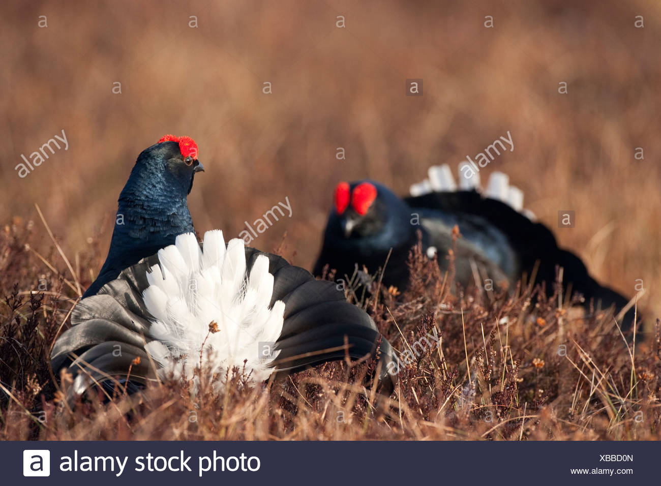 Two Black grouses (Lyrurus tetrix) in meadow, Sollebrunn, Sweden Stock Photo