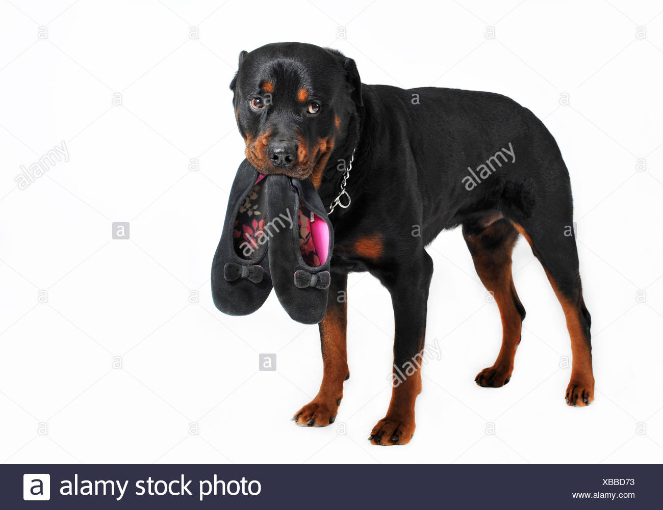 black dog slippers