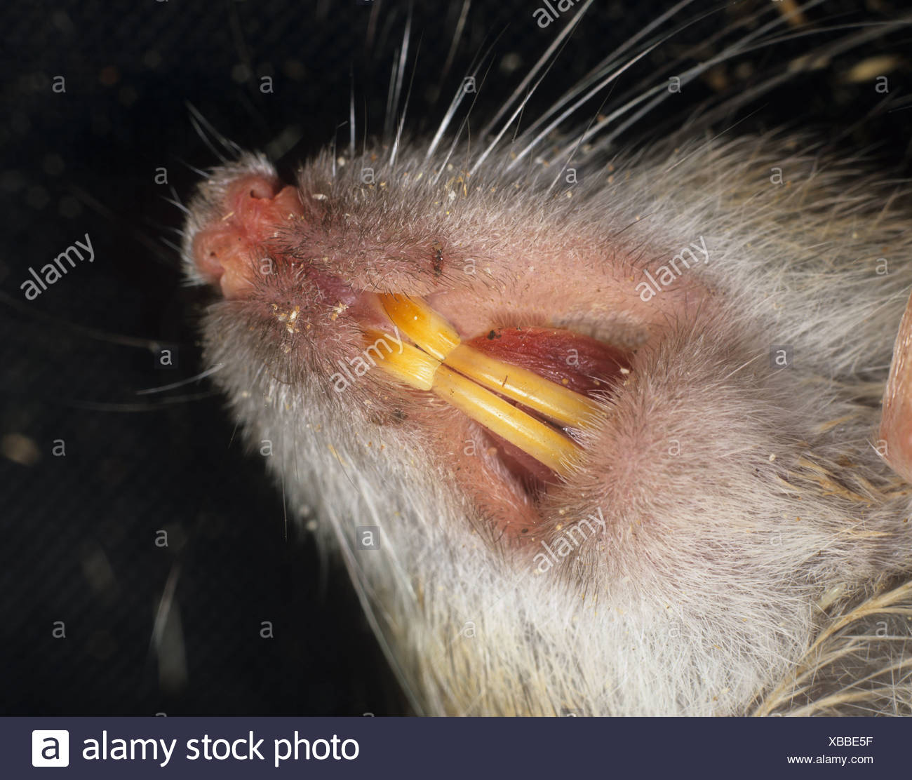 Mouth teeth and nostrils of an immature brown rat Rattus ...