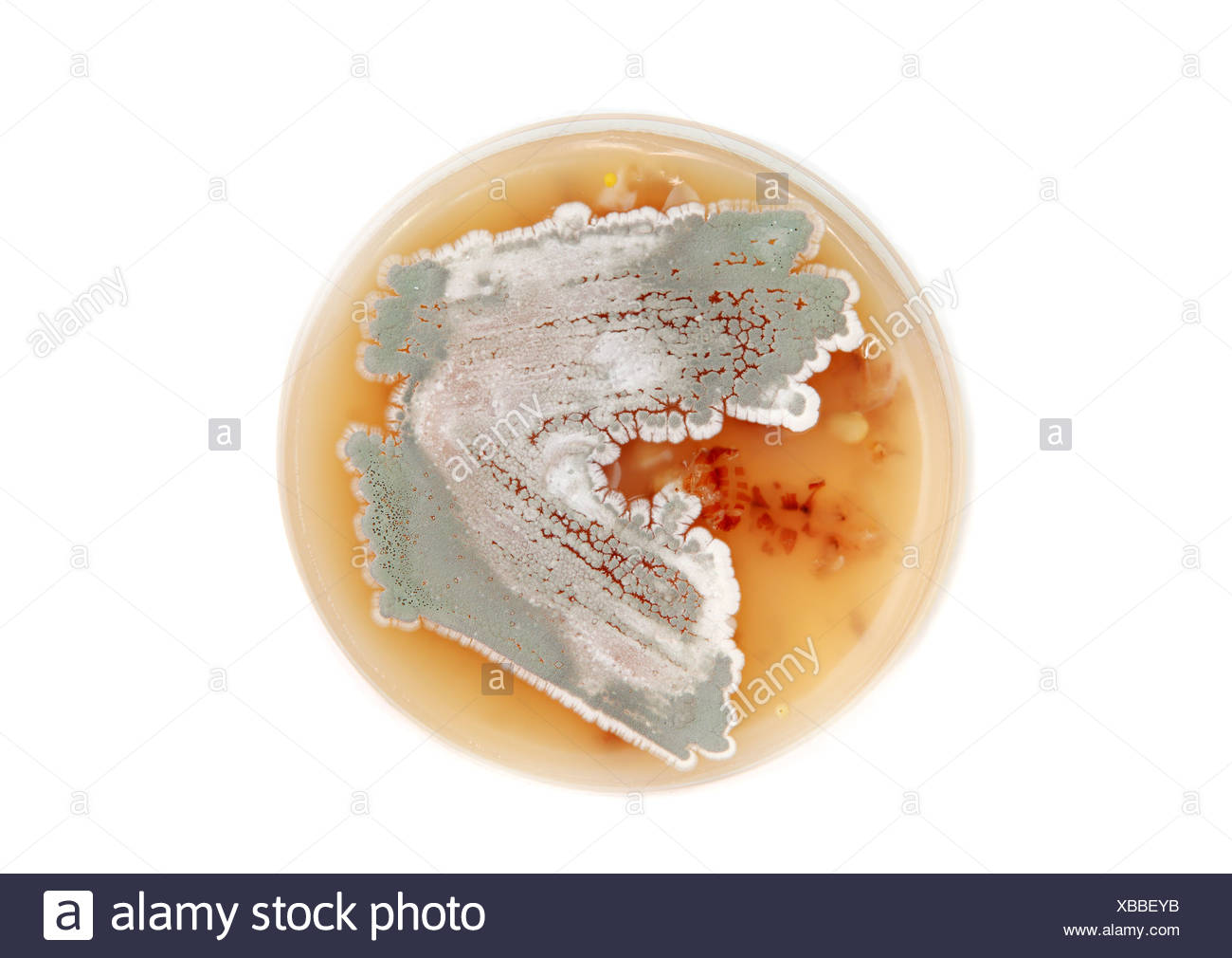 Streptomyces Stock Photos & Streptomyces Stock Images Alamy