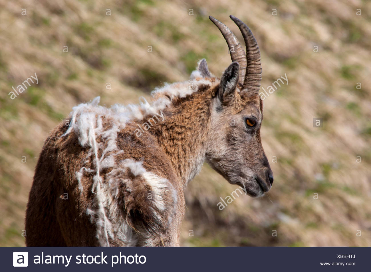 [Image: alpine-ibex-capra-ibex-capra-ibex-ibex-f...XBBHTJ.jpg]