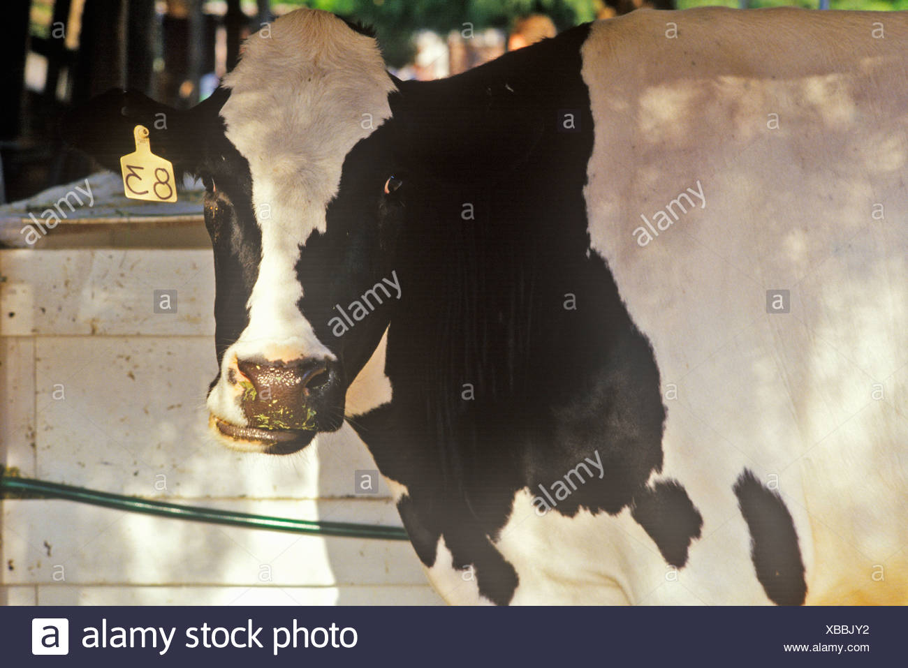 Black White Jersey Cow High Resolution Stock Photography and Images - Alamy