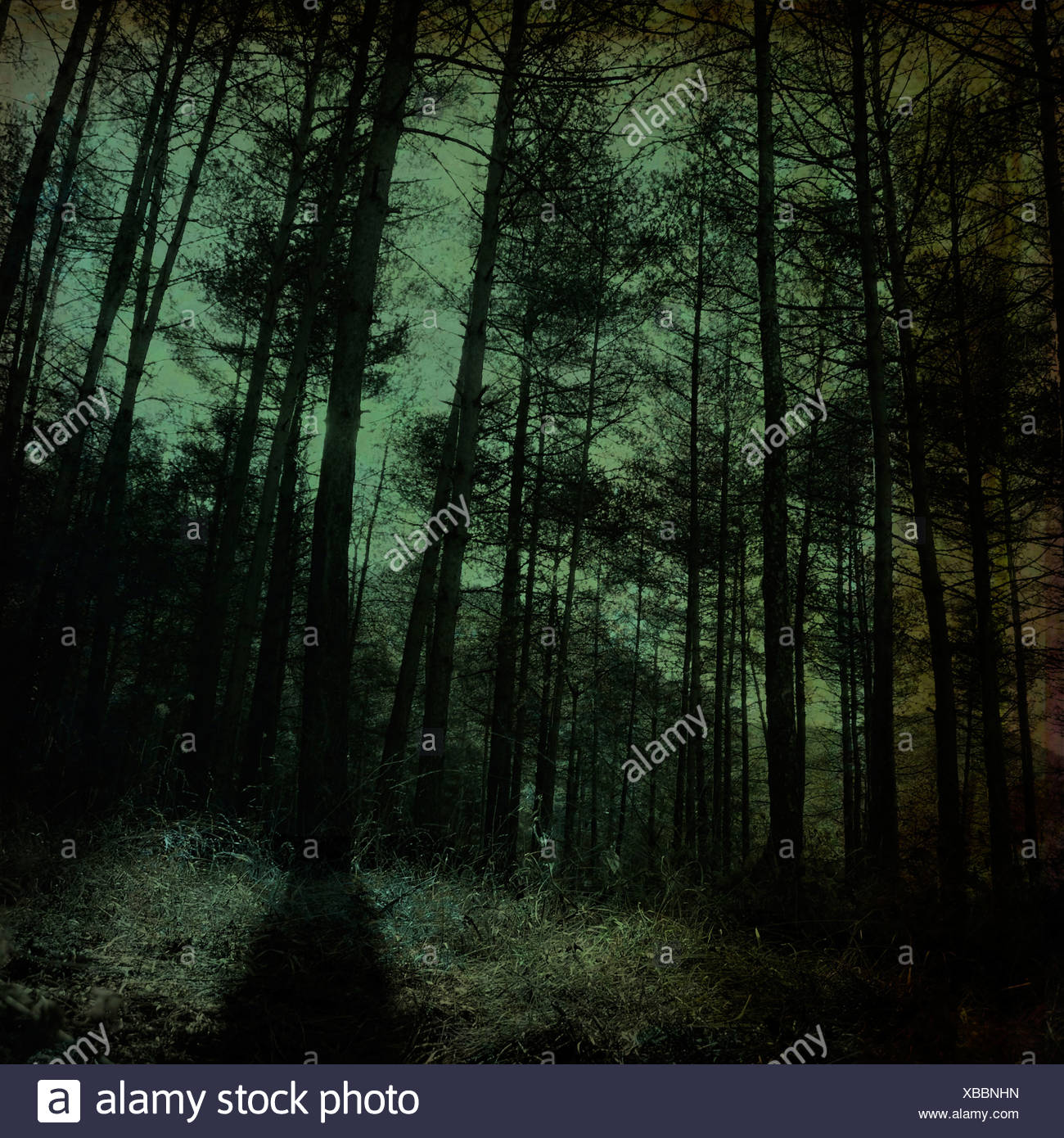 Haunted Wood High Resolution Stock Photography and Images Alamy