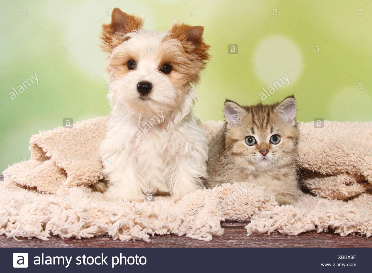 Yorkshire Terrier Puppy And British Shorthair Kitten Stock Photo