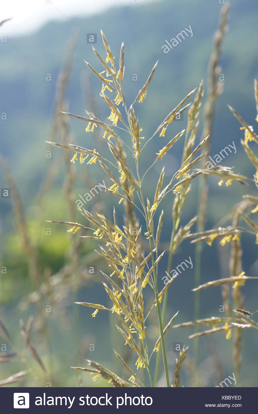 Brome Grass High Resolution Stock Photography and Images Alamy