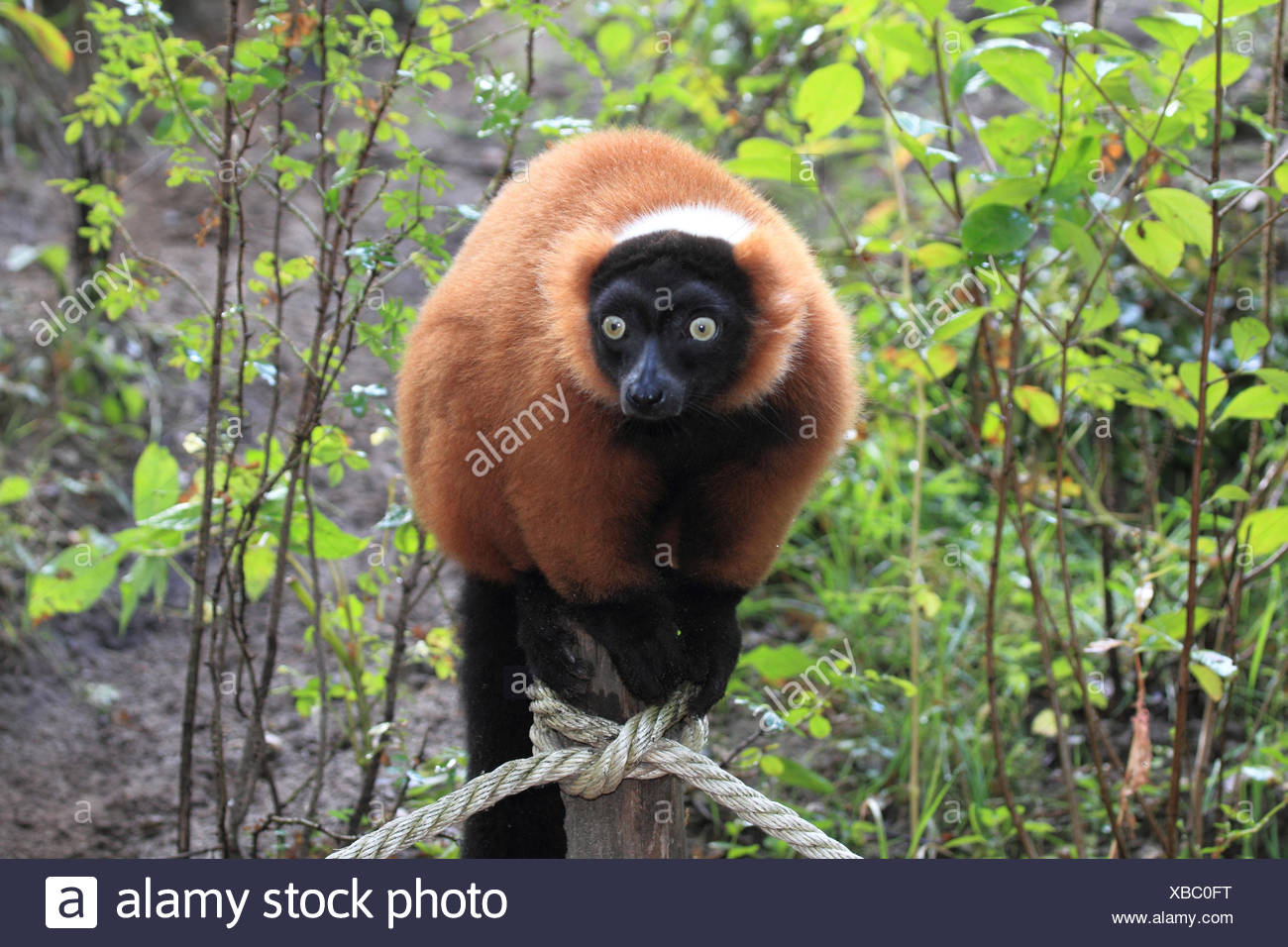 Half Monkey High Resolution Stock Photography and Images - Alamy