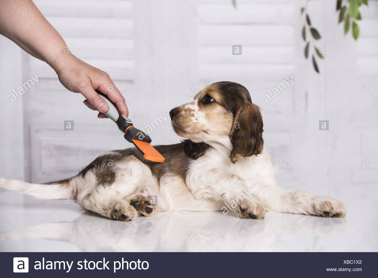 brush for cocker spaniel