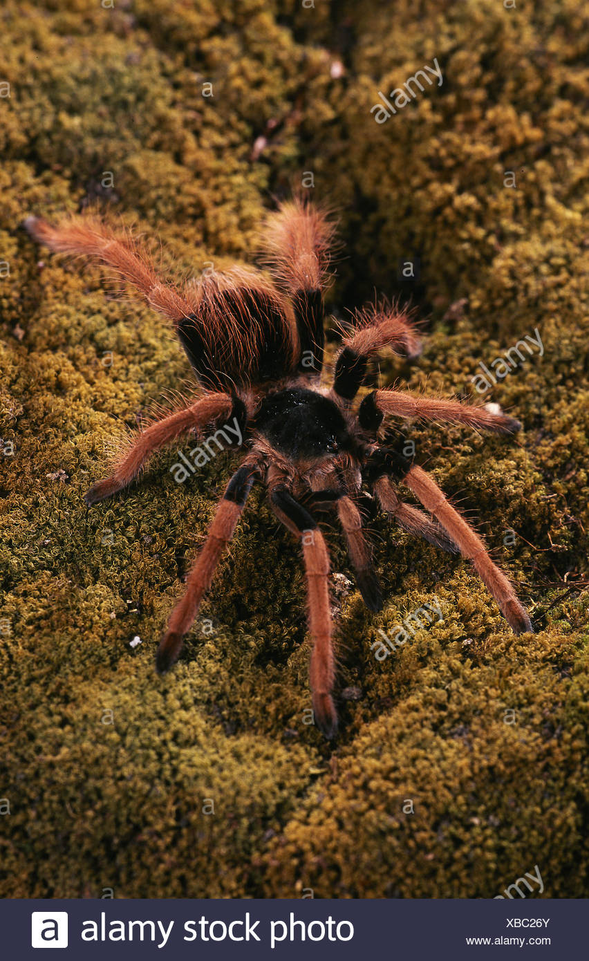 Tarantula Spider Vogelspinne Stock Photo Alamy