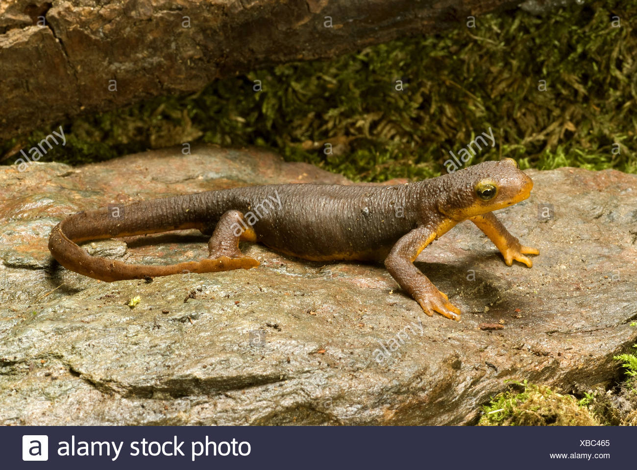California newt (Taricha torosa), on a stone Stock Photo