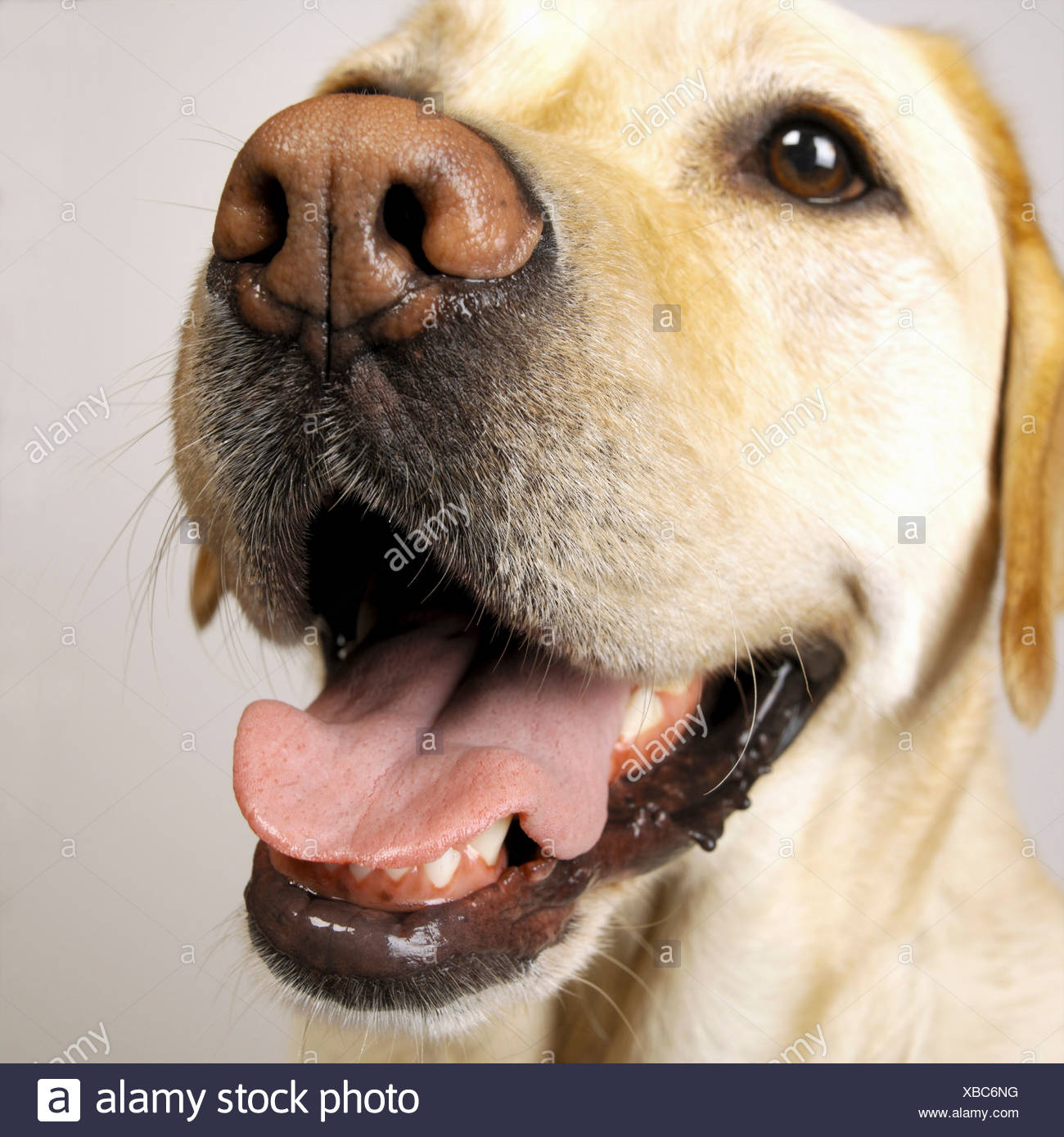 Labrador Close Up Shot High Resolution Stock Photography and Images Alamy