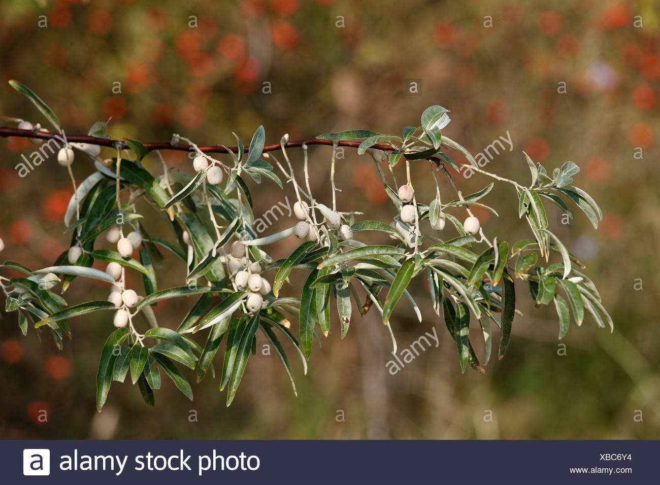 Silverberry Stock Photos Silverberry Stock Images Alamy