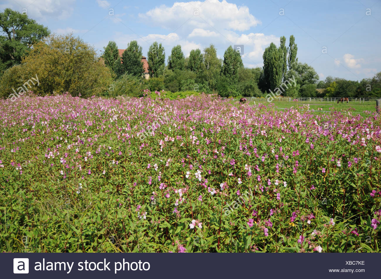 Himalayan Balsam Stock Photo