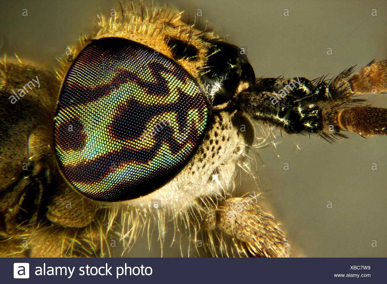 Horsefly Cleg Stock Photos & Horsefly Cleg Stock Images Alamy