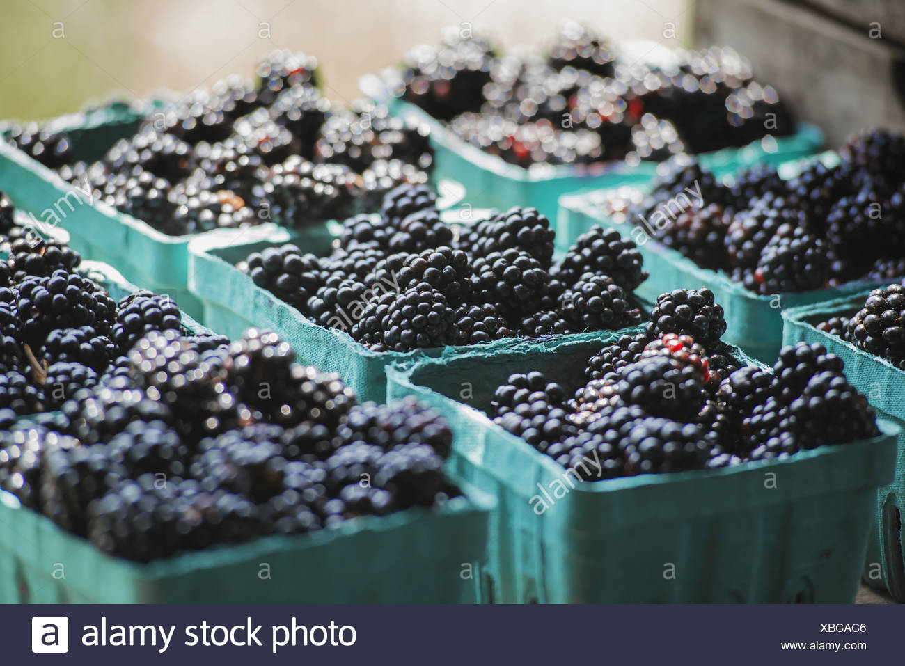 Container Of Blackberries High Resolution Stock Photography and Images