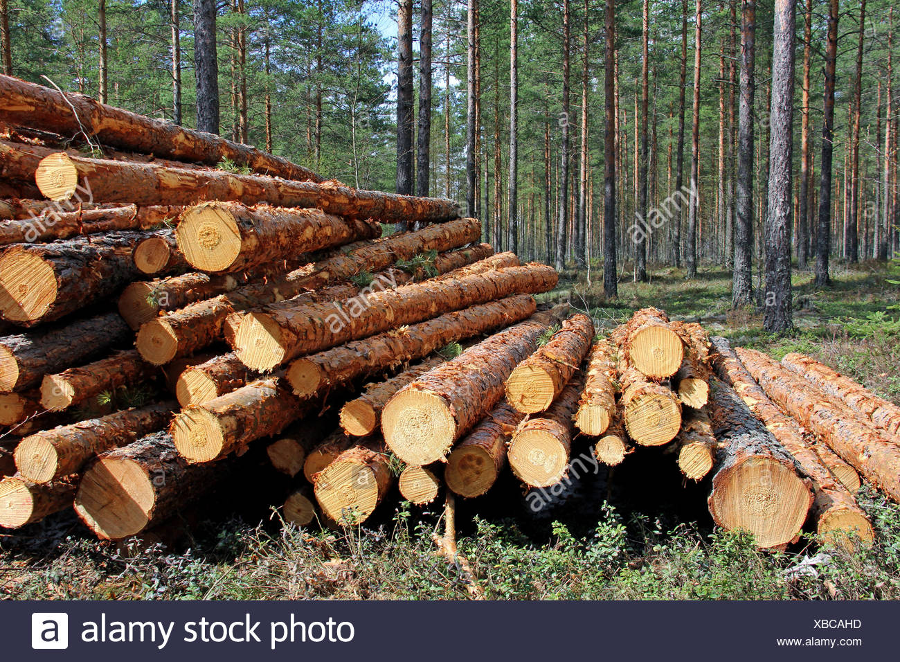 tree trees wood cut timber stacked wooden logs forest big large enormous  Stock Photo - Alamy