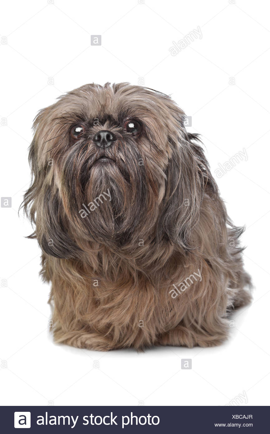 Hund Shih Tzu