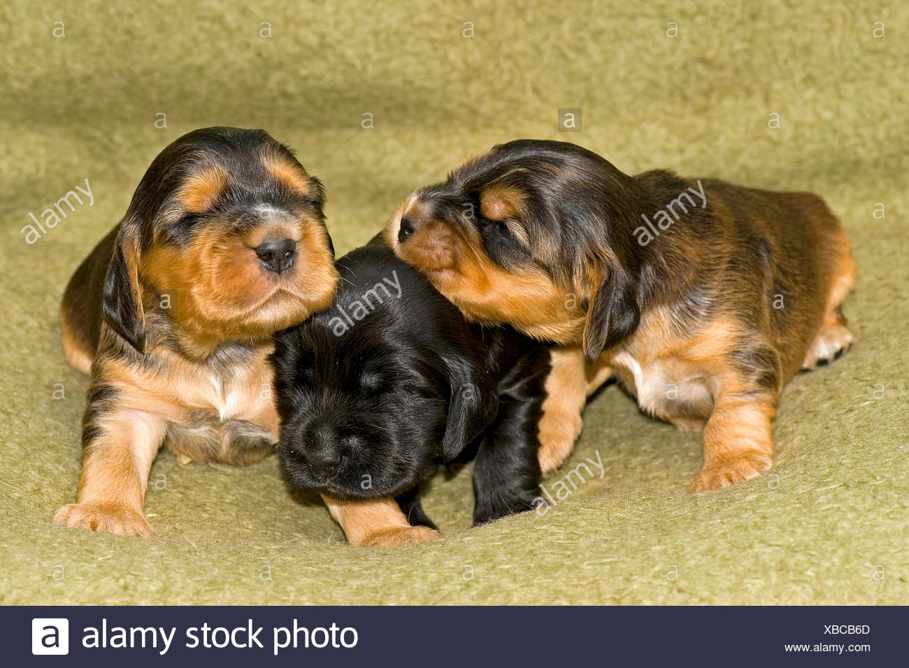 Cocker Spaniels Stock Photos Cocker Spaniels Stock Images Alamy