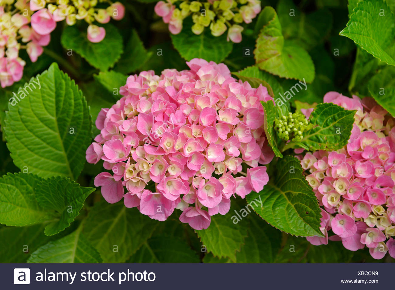 Zone Five And A Half The Incrediball Hydrangea From Annabelle
