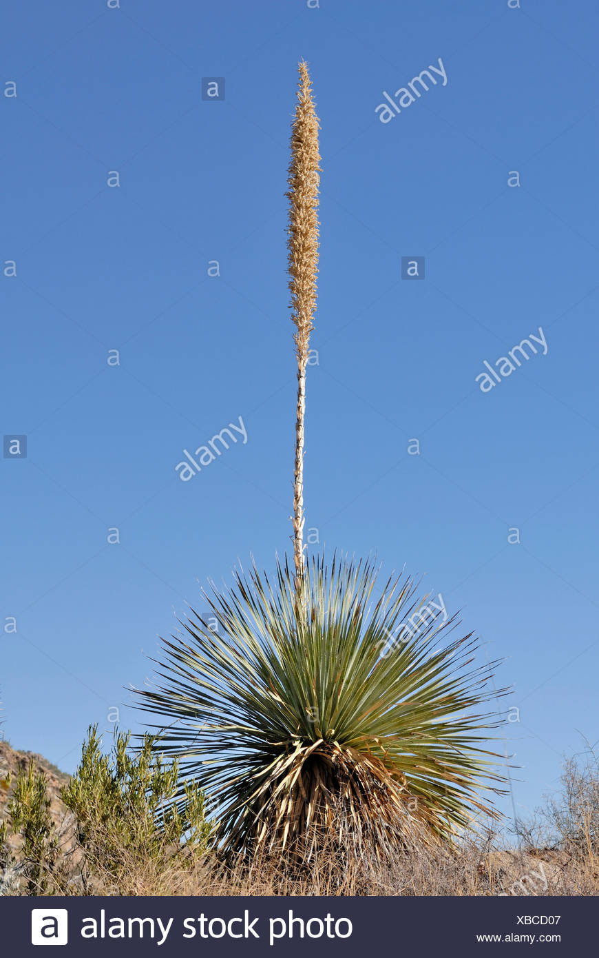 Desert Spoon High Resolution Stock Photography and Images Alamy