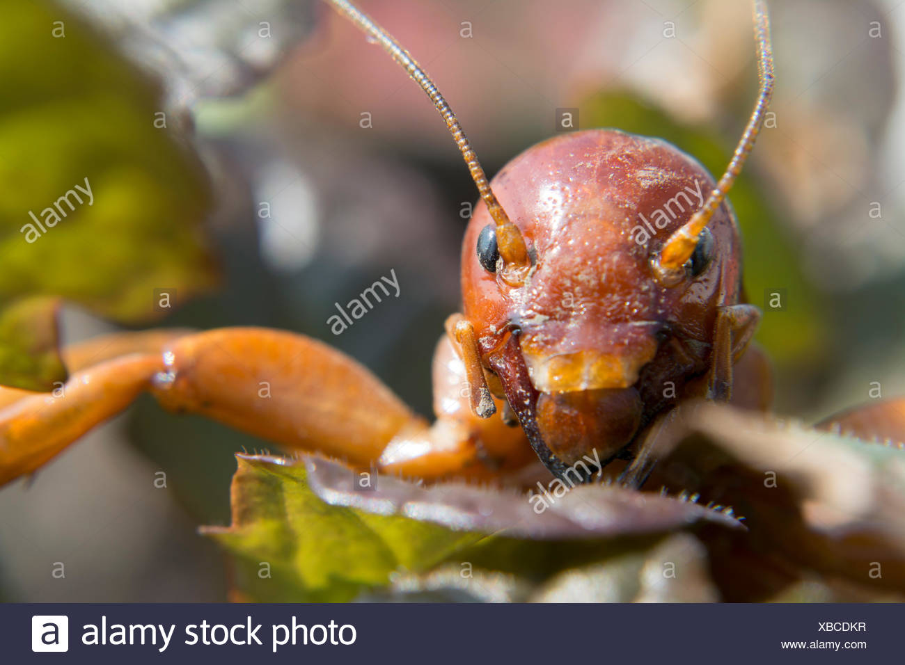 Jerusalem Crickets In Face Detail Stock Photo Alamy
