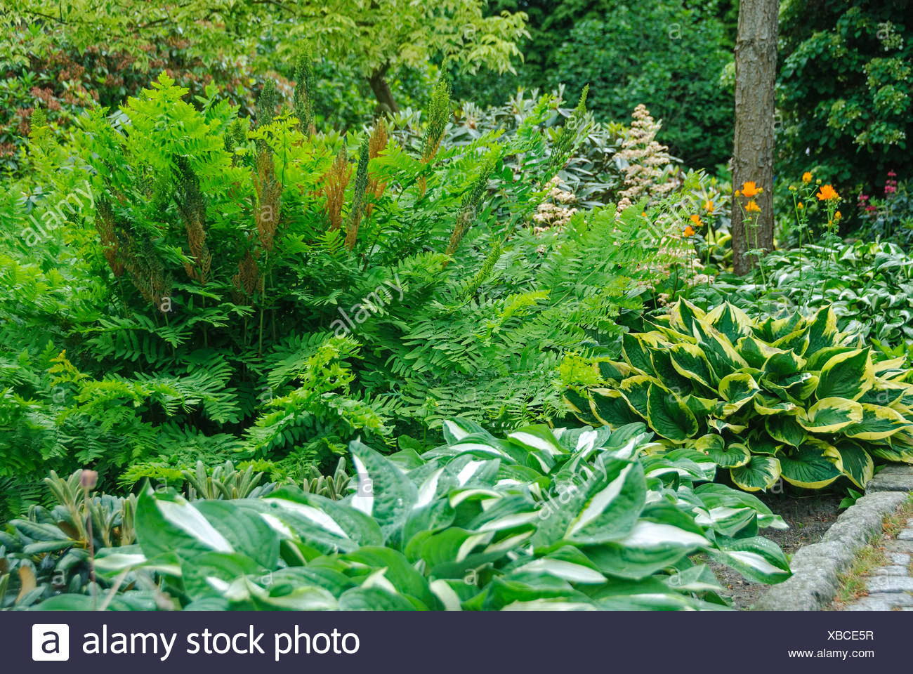 Royal Fern Osmunda Regalis In A Garden With Hosta Stock Photo Alamy