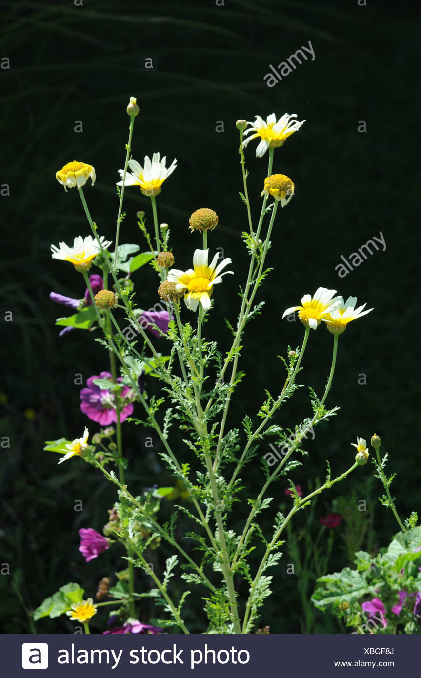 Garland Chrysanthemum Stock Photos & Garland Chrysanthemum Stock Images